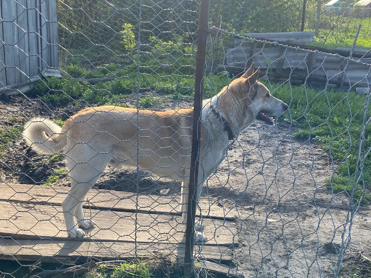 В Пензе прокуратура проверяет информацию о нападении бездомных собак на горожан