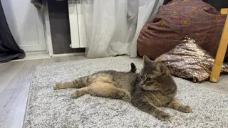 "Не травите этим кошек": в Роскачестве озвучили самые худшие марки корма для питомцев