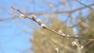 Придет ли на этой неделе весна в Рязань? Что говорят синоптики