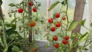 5 сортов томатов, которых хватит для всего. Сажаю только их - и бед не знаю