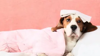 В России зафиксирована новая смертельно опасная болезнь для собак