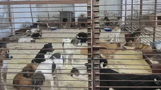 Приют для бездомных животных Рязани переехал на новое место