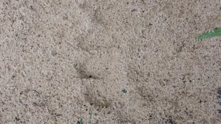 В один из городов Коми пришел медведь