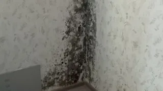 Жесть: в Нижнекамске в новых домах в квартирах «поселилась» плесень