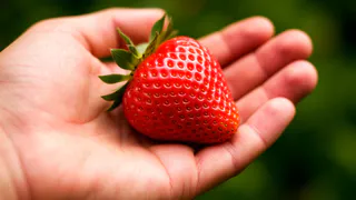 Всегда опудриваю такой мукой клубнику: долгоносик обходит сад стороной, а ягоды растут крупные и сладкие, словно мед