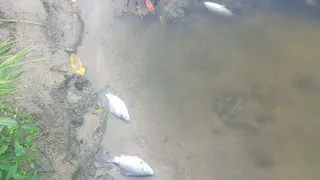 В Орешке разлагается мертвая рыба