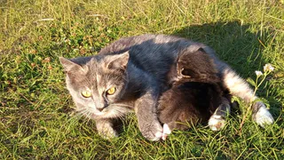 Как кошка "говорит", что ей больно: важные сигналы для всех хозяев