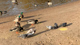 Редкие голуби-клинтухи вернулись в Рязанскую область после зимовки