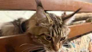 Как домашние кошки решают, с кем из хозяев спать и что влияет на их выбор        