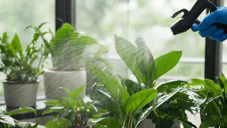 Живая вода вместо удобрений: эффективный способ разбудить комнатные растения