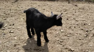 Татарстан занимает лидирующие позиции по производству сельского хозяйства