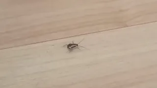 Живой уголок: ученики школы №57 пожаловались на появление тараканов