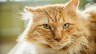 Горячие пушистики лета: остался один день голосования!