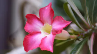 Превратите уход за декабристом в чайную традицию – восхитительное цветение зимой гарантировано