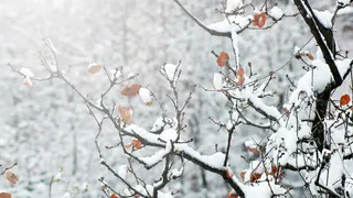 Погода не обрадует: весеннее потепление сменится морозами