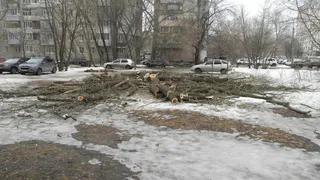 В Рязани незаконно вырубили более десяти деревьев