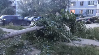 Сильные дожди и ветер: метеопредупреждение МЧС на понедельник
