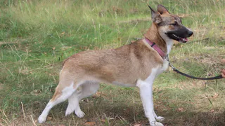 Дай лапку: Матильда, Кая и Лайма в поисках хозяев