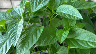 Держала рассаду в тепле — а она незаметно слабела: 5 тревожных признаков