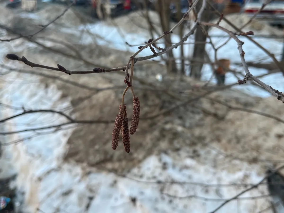 Аномальное потепление до +20°C ожидается в Челябинской области