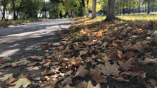 Зима близко: ночью в Рязани похолодает до -4 градусов