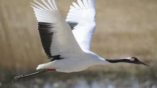  Журавли из рязанского заповедника были замечены у Байкала