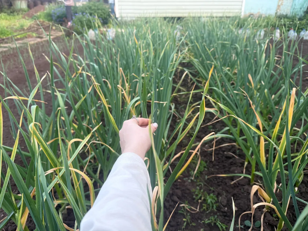 Рассыпала на грядку в июне — луковой мухи нет все лето: на луке ни единого желтого перышка за сезон