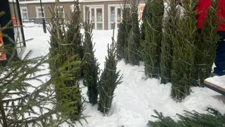 В Коми возросли суммы штрафов и компенсаций за незаконную рубку новогодних елей