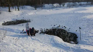 Жалобы рязанцев: что ждет уток этой зимой?