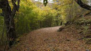 В рязанских лесах планируют заготовить больше 18 тысяч кубометров древесины