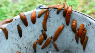 Испанские слизни атакуют: как защитить свой участок от опасных вредителей