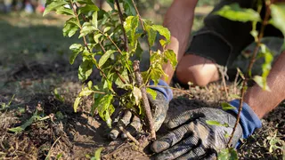 Чебоксары обновят зеленые пространства: массовая посадка деревьев запланирована на этой неделе
