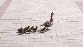 В Рязани из-за утки с утятами собралась пробка