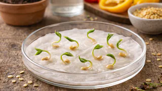 Сажаю уже 5 год перцы в "пеленки": проращиваю 10 сортов одним махом - 90% всхожесть