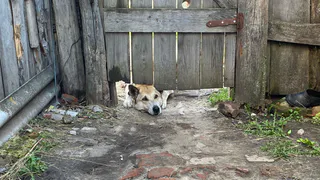 Свыше тысячи собак прошли регистрацию в Рязанской области