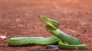 Змея принесёт счастье на хвосте: Глоба назвал всего 3 знака зодиака, которым символ года принесет фантастический 2025