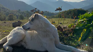 В Кадомском районе проводят отлов бродячих собак 