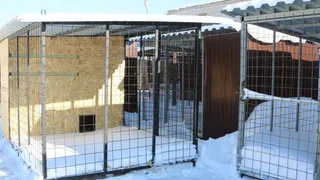 В Брянске в марте планируют открыть приют для бездомных собак