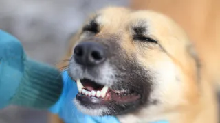 Дай лапку: Сумирэ, Чико и Мира в поисках хозяев