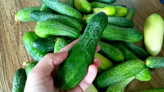 Научили использовать «огуречный гриб» и теперь на урожаи огурцов не жалуюсь в любой год – аграном рассказал про простое средство