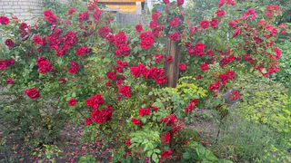 Титулованная красавица, которая будет радовать глаз с мая по октябрь: великолепный многолетник цветёт пышными алыми цветами