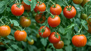 Чтобы урожай томатов пришлось таскать тачками - через 2 недели после высадки добавляем 2 ст. ложки на 10 л воды