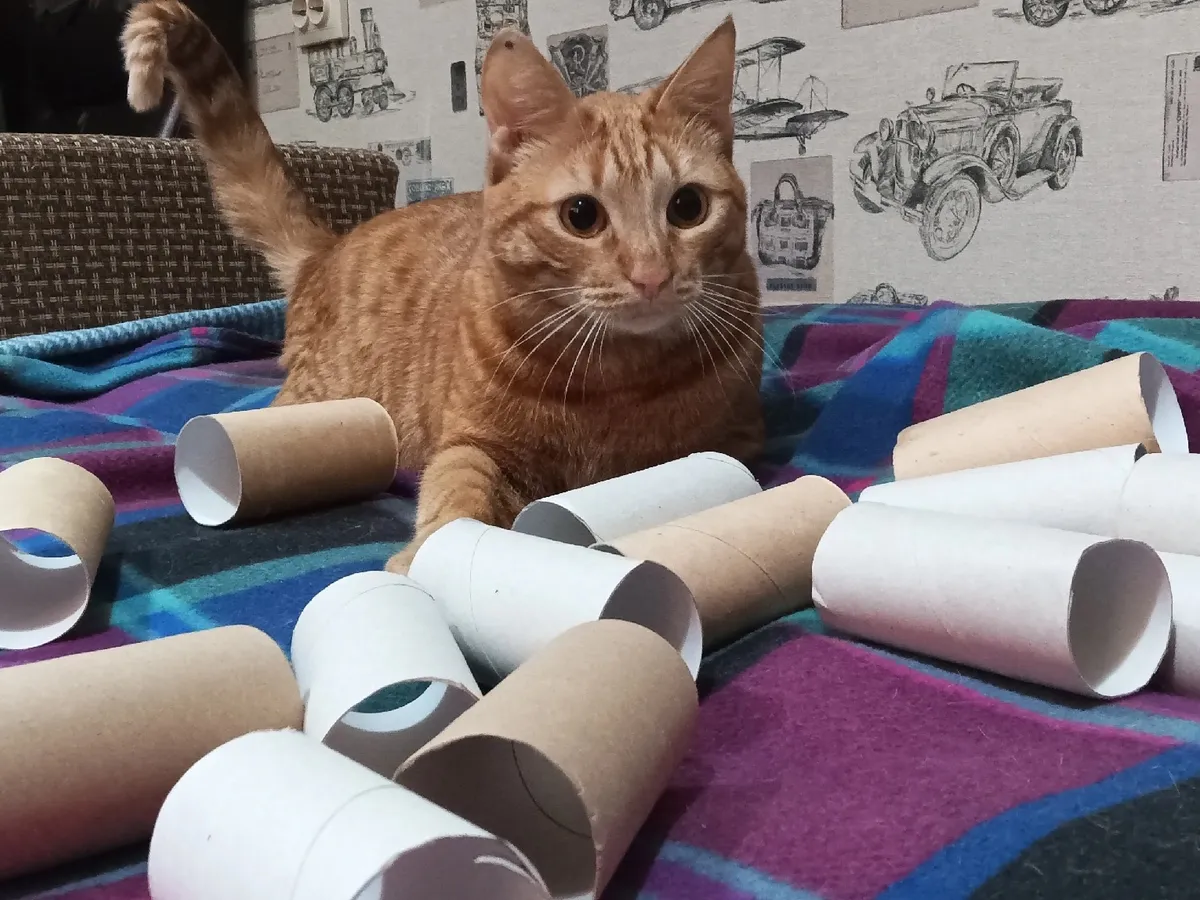 Втулки от туалетной бумаги берегу как зеницу ока: вот как их использую - очень полезная вещь для решения многих проблем