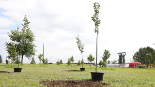 В Магнитогорске обновилась липовая аллея у Вечного огня