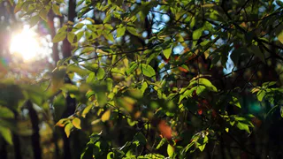 На смену яркому солнышку придут снег и тучи: погода в Рязани на выходные