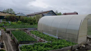 Одна таблетка помогла спасти весь огород — кладоспориоз и другие болезни томата и огурца исчезли без следа