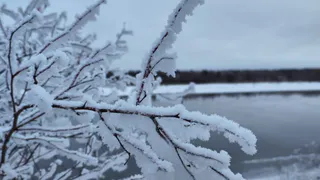 В Коми на дереве сидел мужчина, ему вызвали спасателей
