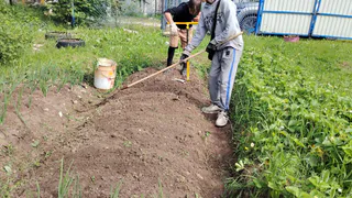 Закапываю самосев помидоров по совету 78-летней соседки. За 15 лет рассаду ни разу не покупала в магазине