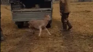 Канищевскую косулю поймали и отвезли в Кельцы: видео