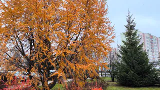 Погода в Нижнекамске на пятницу, 14 ноября